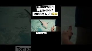 НАКОРМИЛ ДЕЛЬФИНА МЯСОМ КОМЕДИЯ