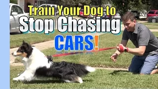 Train your Dog to STOP CHASING & LUNGING at CARS: Where to Start