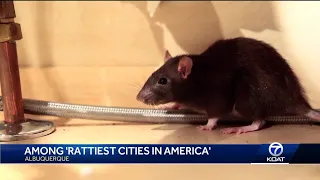 Albuquerque among rattiest cities in America