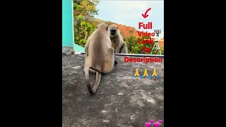 Mirror Prank for Monkey Hilarious Reaction | very funny video try not to laugh #munger #shorts