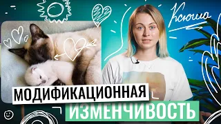 Биология ЕГЭ | Модификационная изменчивость | Напольская Ксения