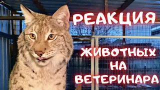 Реакция животных на ветеринара и прививки