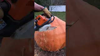 Giant Pumpkin Chainsaw Carving. 🎃💥 #giantpumpkin #halloween #jackolantern #pumpkin #trickortreat