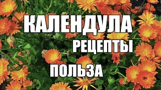 Календула Применение ,польза,рецепты из календулы