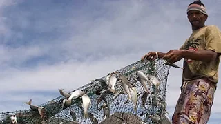 Awesome Longline Net Fishing - Big Catching Net Fish On The Sea #03