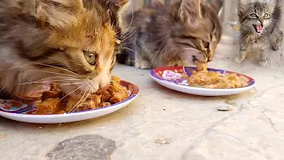 Twin kittens wait for me every day and this time she brought a cute kitten with her