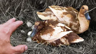 Hatching ducklings naturally (no incubator required)