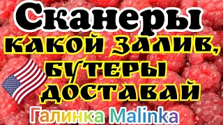 Сканеры /Какой залив, бутеры доставай//Обзор Влогов //