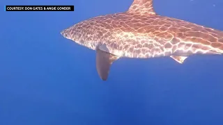 "Breathtaking" Great White Shark Spotted Off Florida Keys