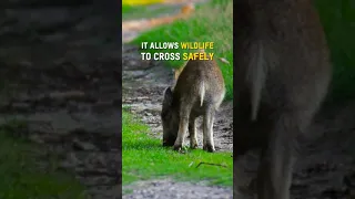 This wildlife overpass was built to reconnect parts of the Dutch Veluwe nature reserve #shorts