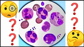 White Blood Cell Identification | WBC practice | under microscope