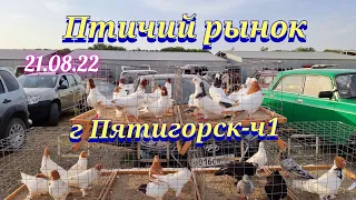 Pigeons prices Bird market, Pyatigorsk-ch1