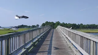 Driving to the 10th Hole |  Links At Lighthouse Sound (WIND NOISE WARNING)