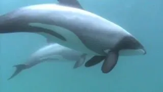 Delfines en peligro de extinción