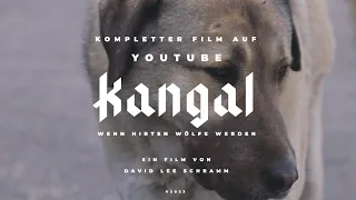 Kangal: Wenn Hirten Wölfe werden