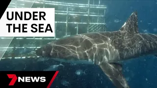 Remarkable underwater vision filmed by lost GoPro captures great white sharks | 7 News Australia