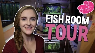 Simply Betta Fish Room Tour! Breeding Bettas in a Small Space