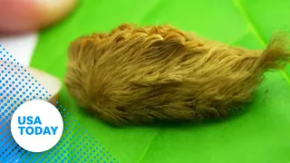 Don't touch! Odd-looking fuzzy caterpillar is venomous
