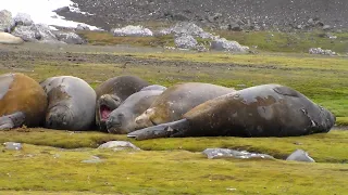 Southern Elephant Seals (King George Island, Antarctica)