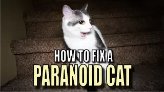 Talking Kitty Cat 56 - How To Fix A Paranoid Cat