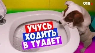 DOGVLOG: Умная Собака ходит в туалет в унитаз. Пранк с ЛОКИ БОБО. Говорящая собака  🐾 018 серия