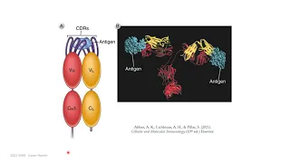 Antigen and antigen-recognition molecules (part 1)