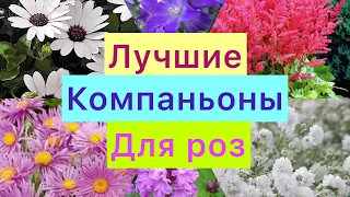 Лучшие компаньоны для роз! С какими цветами посадить розы!