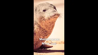 The Mediterranean Monk Seal is facing extinction. 🌊😢!