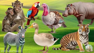 Happy Farm Animal Sounds: Zebras, Tiger, Hippopotamus, Goose, Turkey, Monkey - Cute Little Animals