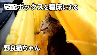 宅配ボックスを寝床にする野良猫ちゃん