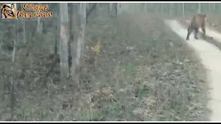 Wonderful Tiger Sighting  during Morning Safari  At Sillari Gate  in Pench - Village Machaan Pench