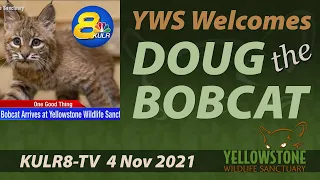 YWS In the News: Welcoming Doug the Bobcat (KULR-8)