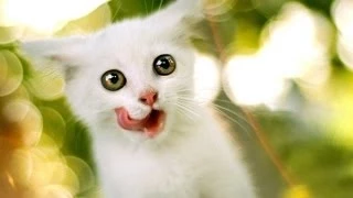 Я пушистый беленький котенок. Лучшее исполнение песни! I'm a little white fluffy kitten