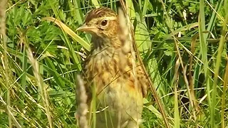 Skylark at Godrevy with Skylarks Above Singing Their Bird Beautiful Song - Alauda Arvensis