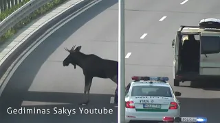 Briedis ant Vilniaus Vakarinio aplinkkelio 2018-08-30 | Moose on the highway in Vilnius