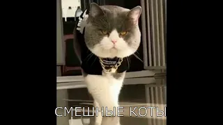 Самые смешные коты и кошки на этой неделе с озвучкой. Приколы.Funny cats