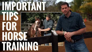 5 Essential Horse Training Tips For Beginners