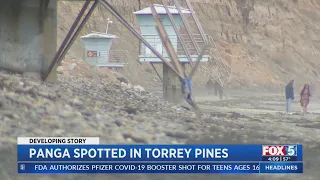 Panga Spotted At Torrey Pines State Beach