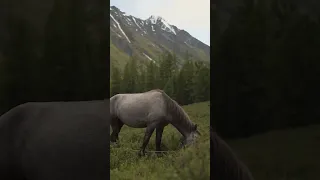Horse In The Mountains: A Stunning View #shorts #horse #mountains #stunningview