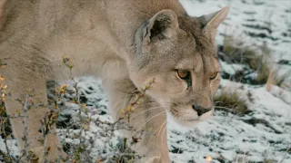 Nature: Pumas: Legend of the Ice Mountains PREVIEW
