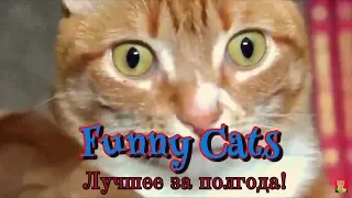 Смешные коты | Лучшее за полгода | Funny cats | Coub |