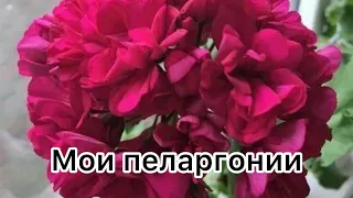 Мои пеларгонии 🥰 #пеларгония #flowers #цветынабалконе