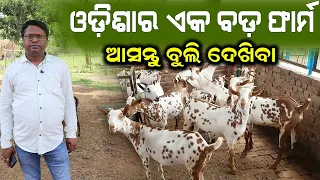 ଓଡ଼ିଶାର ଏକ ବଡ ଛେଳି ଫାର୍ମ  || Big Goat Farm In Odisha || How To Start Goat Farm In Odisha