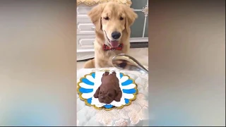 Funny Dog Reaction to Cutting Cake-try not to laugh compilation