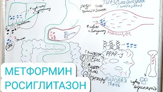 Механиз действия ПРОТИВОДИАБЕТИЧЕСКИ ПРЕПАРАТОВ Ч 1 :БИГУАНИДЫ И ГЛИТАЗОНЫ