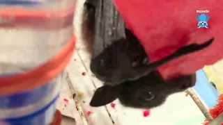 Baby flying-fox eats watermelon:  this is Lucy in the Sky with Diamonds