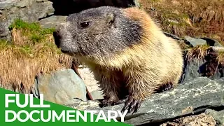 Marmots: The Inhabitants of the Alps | Free Documentary Nature