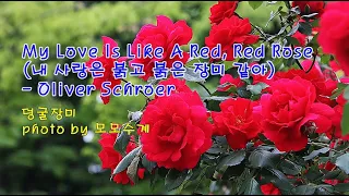 덩굴장미 & My Love Is Like A Red, Red Rose (내 사랑은 붉고 붉은 장미 같아) / Oliver Schroer & photo by 모모수계