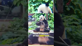 This panda learned this funny expression from his keeper! || panda breaks bamboo #panda #funny #face