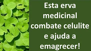 Esta erva medicinal combate celulite e ajuda a emagrecer! | Dr. Marco Menelau